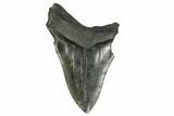 Bargain, Fossil Megalodon Tooth - South Carolina #172260-1